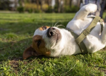 Crueldad animal: presentan proyecto de ley que prevé hasta 3 años de cárcel en Uruguay