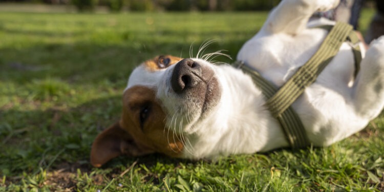 Crueldad animal: presentan proyecto de ley que prevé hasta 3 años de cárcel en Uruguay
