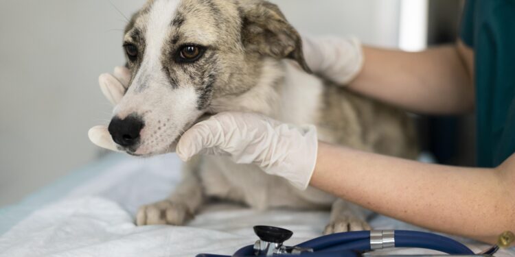 Castraciones caninas en el Departamento