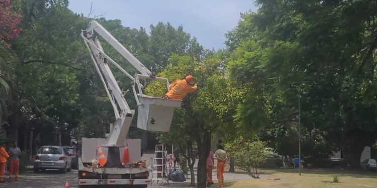 Mantenimiento y preservación del patrimonio natural en el Casco Histórico de Colonia