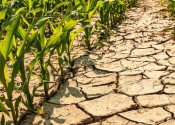 “Se están picando los maíces en el sur”: Da Silva pide emergencia agropecuaria por grave sequía