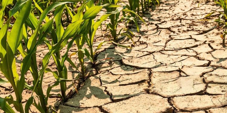 “Se están picando los maíces en el sur”: Da Silva pide emergencia agropecuaria por grave sequía