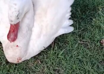 Confirman primer caso de gripe aviar en Colonia: un cisne en INIA Estanzuela